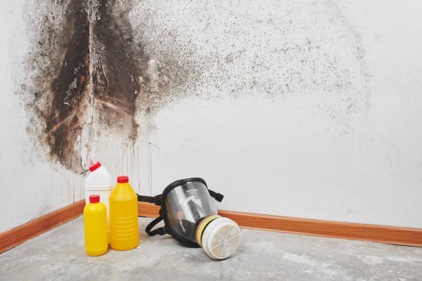 Certified Mold Removal in Princeville, IL