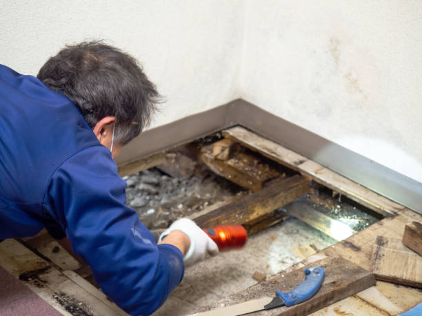 Best Mold Remediation  in Princevle, IL