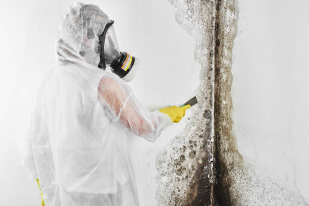 Best Crawl Space Mold Removal  in Princevle, IL