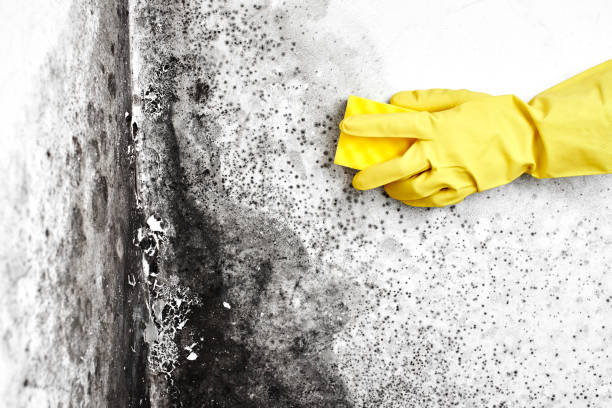 Best Certified Mold Removal  in Princevle, IL