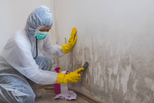 Mold Removal and Inspection in Princeville, IL