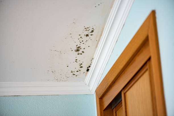 Best Commercial Mold Removal  in Princevle, IL