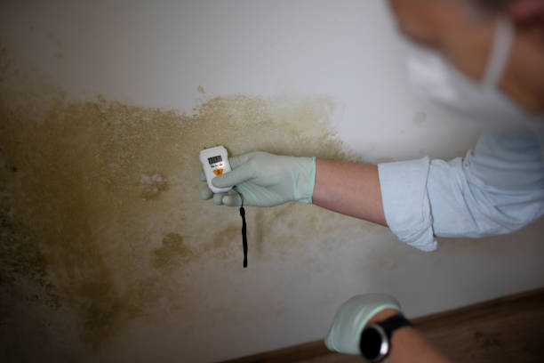 Best Mold Cleaning Services  in Princevle, IL