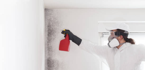 Professional Mold Removal in Princeville, IL