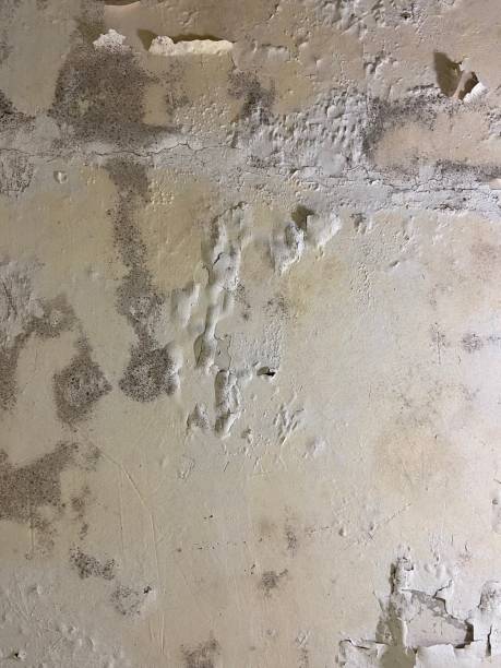 Best Certified Mold Removal  in Princevle, IL