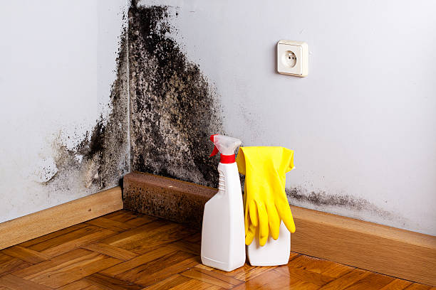Attic Mold Removal in Princeville, IL
